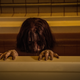 Illustration for article titled The Grudge’s J-horror rehash is all wet